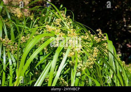 Sydney Australia, Cyperus alternifolius oder Regenschirmpalme, eine grasartige Pflanze in der Nachmittagssonne Stockfoto