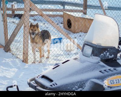 Schlittenhunde (Grönlandhund) in Uummannaq im nördlichen Westgreenland jenseits des arktischen Kreises. Nordamerika, Grönland, dänisches Territorium Stockfoto
