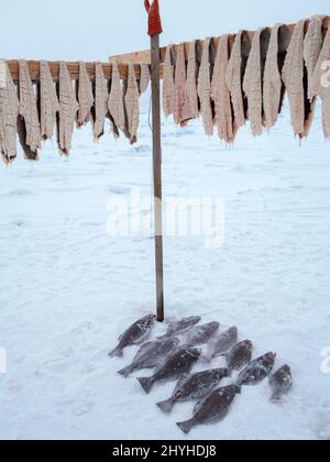 Fischercamp auf dem Meereis eines Fjords. Fischerei im Winter in der Nähe von Uummannaq im nördlichen Westgreenland jenseits des arktischen Kreises. Nordamerika, Greenl Stockfoto