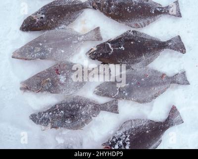 Fischercamp auf dem Meereis eines Fjords. Fischerei im Winter in der Nähe von Uummannaq im nördlichen Westgreenland jenseits des arktischen Kreises. Nordamerika, Greenl Stockfoto