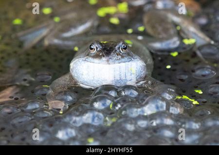 Männlicher Frosch mit aufgeblähter Stimmblase, umgeben von Frogspawn im Garten Wildtierteich - Großbritannien Stockfoto