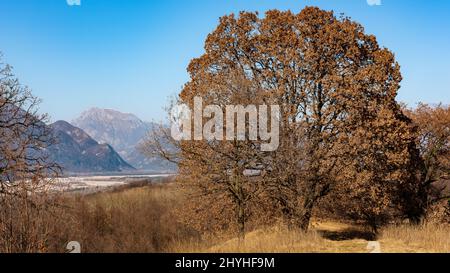 Schöne Eiche auf einem Hügel mit den Julischen alpen im Hintergrund Stockfoto