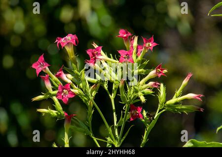 Sydney Australien, rosa Blüten einer nicotiana Tabacum- oder Tabakpflanze Stockfoto