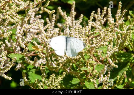 Sydney Australien, männliche Prieris rapae oder kohlweißer Schmetterling, der auf einer tetradenia riparia oder einem nebligen Plume Bush thront Stockfoto