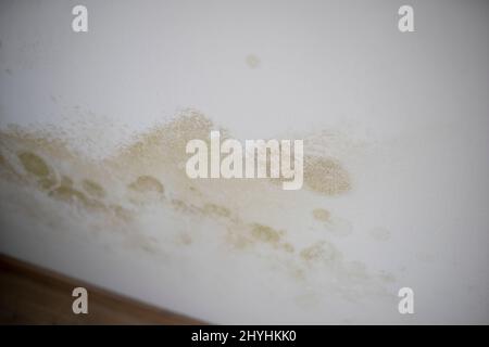 Starker Schimmel in großen Flecken befindet sich an der weißen Innenwand in der Wohnung Stockfoto