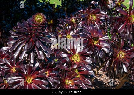 Sydney Australien, Nahaufnahme der Aeonium arboreum 'Zwartkop' Kultivarrosetten Stockfoto