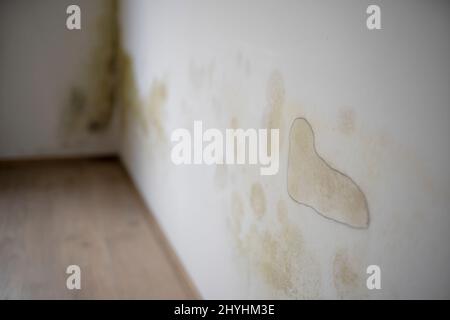 Starker Schimmel in großen Flecken befindet sich an der weißen Innenwand in der Wohnung Stockfoto