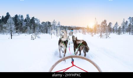 Hundeschlitten im verschneiten Winterwald, Finnland, Lappland. Stockfoto