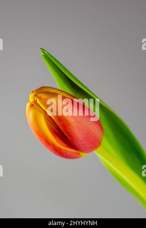 Nahaufnahme einer einzelnen geschlossenen roten Tulpenblume mit grünem Blatt vor einem hellen Hintergrund Stockfoto