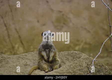 Shallow Focus Aufnahme eines Erdmännchen, der auf einem Felsen in seinem Gehege im Zoo sitzt Stockfoto