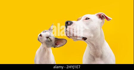 Banner Profil zwei ernsthafte Haustiere. Hund und Katze American Staffordshire und sphynx schauen weg. Isoliert auf gelbem Hintergrund. Stockfoto