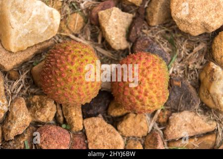 Zwei frisch gepflückte Litschi-Früchte liegen auf einem Schotterweg in einem Garten in Queensland, Australien. Süße tropische Früchte, die zum Schälen und Essen bereit sind. Stockfoto