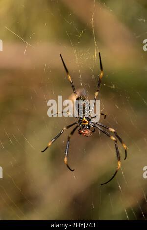 Unterseite der großen weiblichen australischen Golden Orb-Weaver Spinne, Nephila plumipes, in ihrem Netz im Garten von Queensland. Rote Markierungen. Wartet auf Beute. Stockfoto