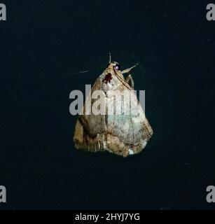 Australische Semi-Looper-Motte, achaea janata, ruht mit gefalteten Flügeln auf einer dunklen Oberfläche, Queensland, Nachtzeit. Fein gemustert. Stockfoto