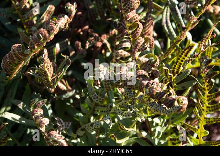 Blätter mit Samen des Botanischen Gartens Polypodium Vulgare Berlin Deutschland Stockfoto