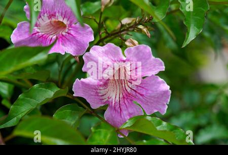 Rosa Trompetenblüten (Pandorea ricasoliana oder Podranea ricasoliana) Stockfoto