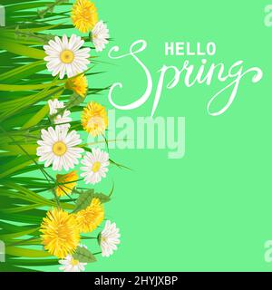 Hello Spring Lettering Schablone Hintergrund mit Blumen-Elendeln und Gänseblümchen, Kamillen, Gras. Vektorgrafik. Frisches Design für Poster Stock Vektor