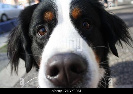 Nahaufnahme des Gesichts eines niedlichen Border Collie auf der Straße Stockfoto