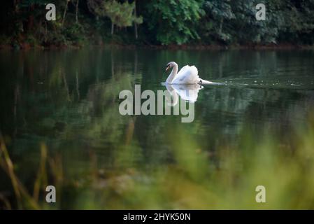 Die Landschaft des Schwans beim Schwimmen am Pang Oung See, Mae Hong Son, Thailand. Stockfoto