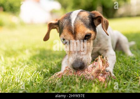 Der kleine süße Jack Russell Terrier Hund isst einen Knochen mit Fleisch und kaut im Freien Stockfoto