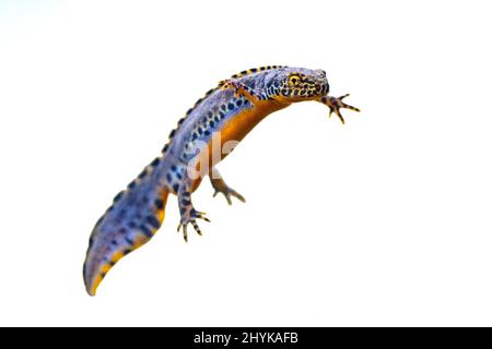 Alpenmolch (Ichthyosaura alpestris) farbenfrohe männliche Wasseramphibie, die in Süßwasser-Habitaten auf weißem Hintergrund isoliert schwimmt. Unterwasserwelt Stockfoto