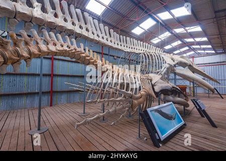 Skelett der Pygmy Blauen Wale (Balaenoptera musculus brevicauda), ausgestellt im Historic Whaling Station Museum, Frenchman Bay, nahe Albany, Wester Stockfoto