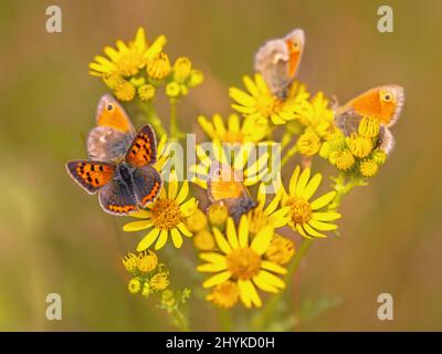 Nahaufnahme vieler Schmetterlinge auf einer gelb blühenden Gemeine Ragwurz (jacobaea vulgaris) Blüte. Diese Pflanze wird oft als schädlich und mit Abstand umstritten angesehen Stockfoto