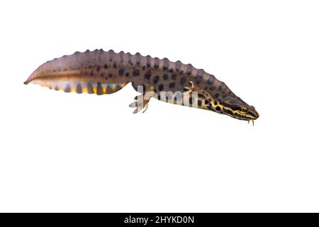 Gewöhnlicher Molch (Lissotriton vulgaris) männliche Wasseramphibie, die auf weißem Hintergrund schwimmt. Unterwasserwelt Szene von Tieren in der Natur Europas. Nether Stockfoto