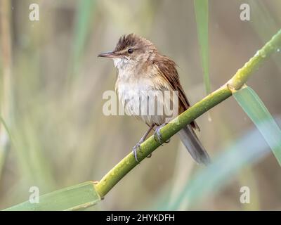 Der große Schilfrohrsänger (Acrocephalus arundinaceus) ist eine eurasische Singvögel der Gattung Acrocephalus. Männlicher Vogel, der im Schilf singt. Wildlife Szene der Natur Stockfoto