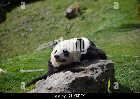 Fauler Panda, der sich auf einem Felsen im Zoo ausruht Stockfoto