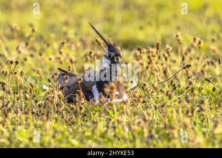 Nördlicher Kiebitz (Vanellus vanellus) brütet auf Nest im grünen Feld. Friesland, Niederlande Stockfoto