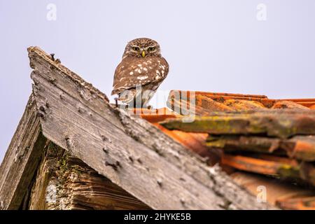 Kleine Eule (Athene noctua) Nachtvögel thronten auf dem Dach einer alten Scheune mit hellem Hintergrund und schauten auf die Kamera. Wildlife Scen of Nature in Europa. Stockfoto