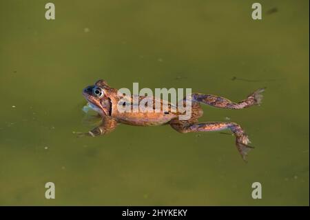 Gewöhnlicher Frosch (Rana temporaria), Weibchen, Teich, Kanton Baselland, Schweiz Stockfoto