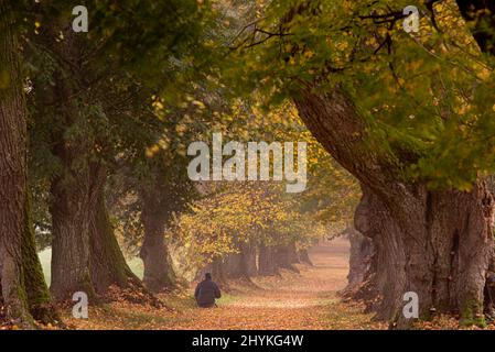 Schönen Linden Boulevard im Herbst in Deutschland Bayern in der Nähe von Mindelheim Stockfoto