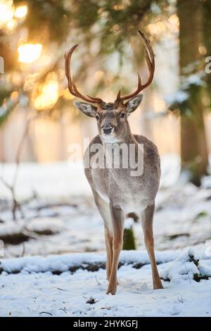 Dama dama (Dama dama) in einem verschneiten Wald, Bayerischer Wald, Bayern, Deutschland Stockfoto