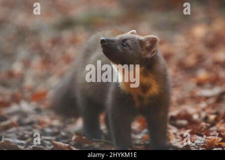 Europäischer Kiefernmarder (Martes martes) auf dem Boden stehend, Bayern, Deutschland Stockfoto