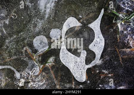 Gefrorenes Eis in Wasserpfützen, Bayern, Deutschland Stockfoto