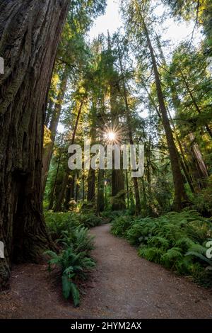 Wanderweg durch Wald mit Küstenmammutbäumen (Sequoia sempervirens) und Farnen, sunstar, dichter Vegetation, Jedediah Smith Redwoods State Park Stockfoto