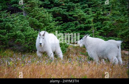 Bergziegen (Oreamnos americanus), zwei Bergziegen auf einer Wiese, Glacier National Park, Montana, USA Stockfoto