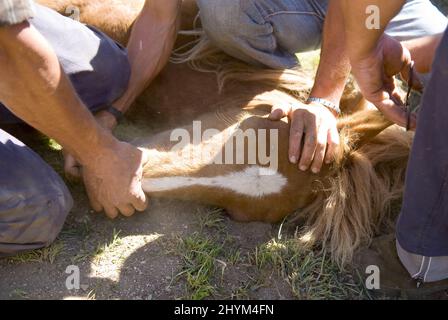 Nahaufnahme der Männer, die das Pferd in Rapa das Bestas halten. Galicien, Spanien. Stockfoto