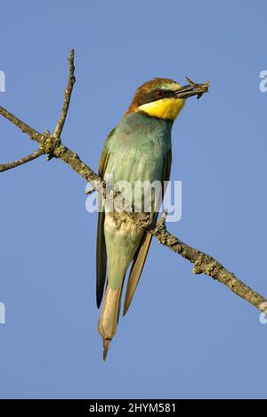 Vertikale Nahaufnahme des europäischen Bienenfressers, Merops apiaster. Stockfoto