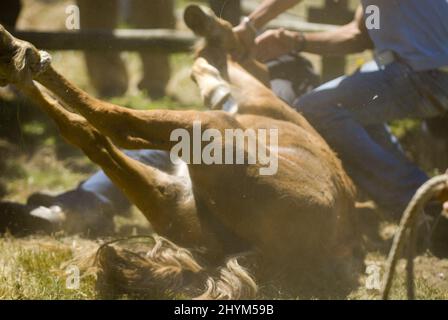 Nahaufnahme der Männer, die das Pferd in Rapa das Bestas halten. Galicien, Spanien. Stockfoto