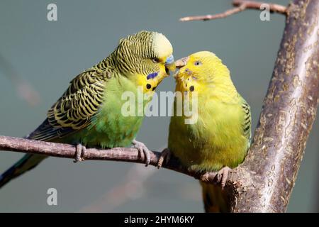 Budgies (Moopsittacus undulatus) Paarungsverhalten, gefangen Stockfoto