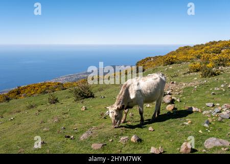 Grasende Kuh und Besen auf der kargen Hochebene von Paul da Serra, Blick auf die Südküste, Madeira, Portugal Stockfoto