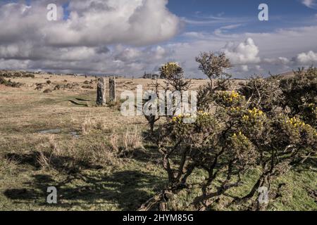 Gorse Ulex wächst in der Nähe der neolithischen Steine bekannt als Pipers mit dem Hurlers Steinkreis im Hintergrund auf Bodmin Moor in Cornwall im Bac Stockfoto