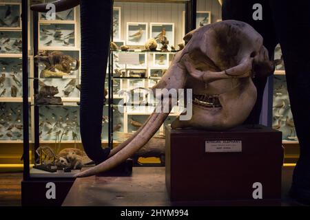 Mammut Schädel Schädel im dublin Museum Stockfoto