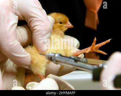 14. März 2022, Sachsen, Pehritzsch B. Eilenburg: Geflügelbauer Hartmut Poschlod hilft Tierärztin Anna-Maria Westermeyer in seiner Minibrüterei, die eintägigen Küken gegen Geflügellähmung zu impfen. Nach 21 Tagen schlüpfen nun die ersten Hühnerküken von Züchtern aus dem Umland, aber auch aus Berlin und Magdeburg in den Brutkästen seiner Brüterei. Bis Ende Juni bis zu 1.500 Küken, darunter von verschiedenen Hühnerrassen, Gänsen, Enten, Wachteln, Truthähnen und Straußen, Wird das Licht der Welt erblicken. Bereits einen Tag nach dem Schlupf erhalten die Tiere eine „Marek“-Impfung von Stockfoto