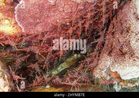 Kolonie von Kamelgarnelen (Rhynchocinetes durbanensis) in Korallenriffkolonie, Pazifischer Ozean, Bali, Indonesien Stockfoto