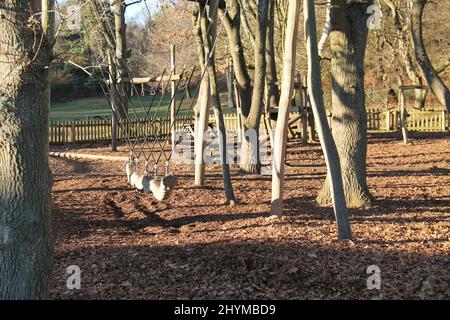 Eine lange hölzerne Schaukel in einem Woodland-Spielbereich. Stockfoto