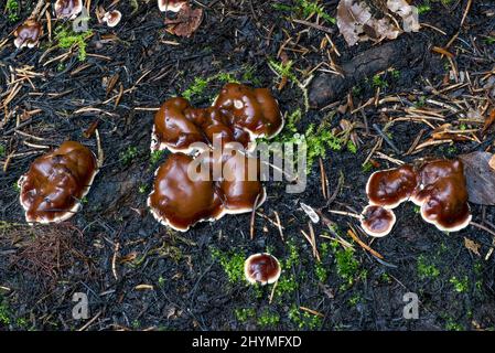 Kiefernfeuerpilz (Rhizina undulata), auf verbranntem Gebiet, Deutschland, Bayern, Ammergauer Alpen Stockfoto